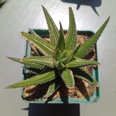 Haworthia attenuata f variegata
