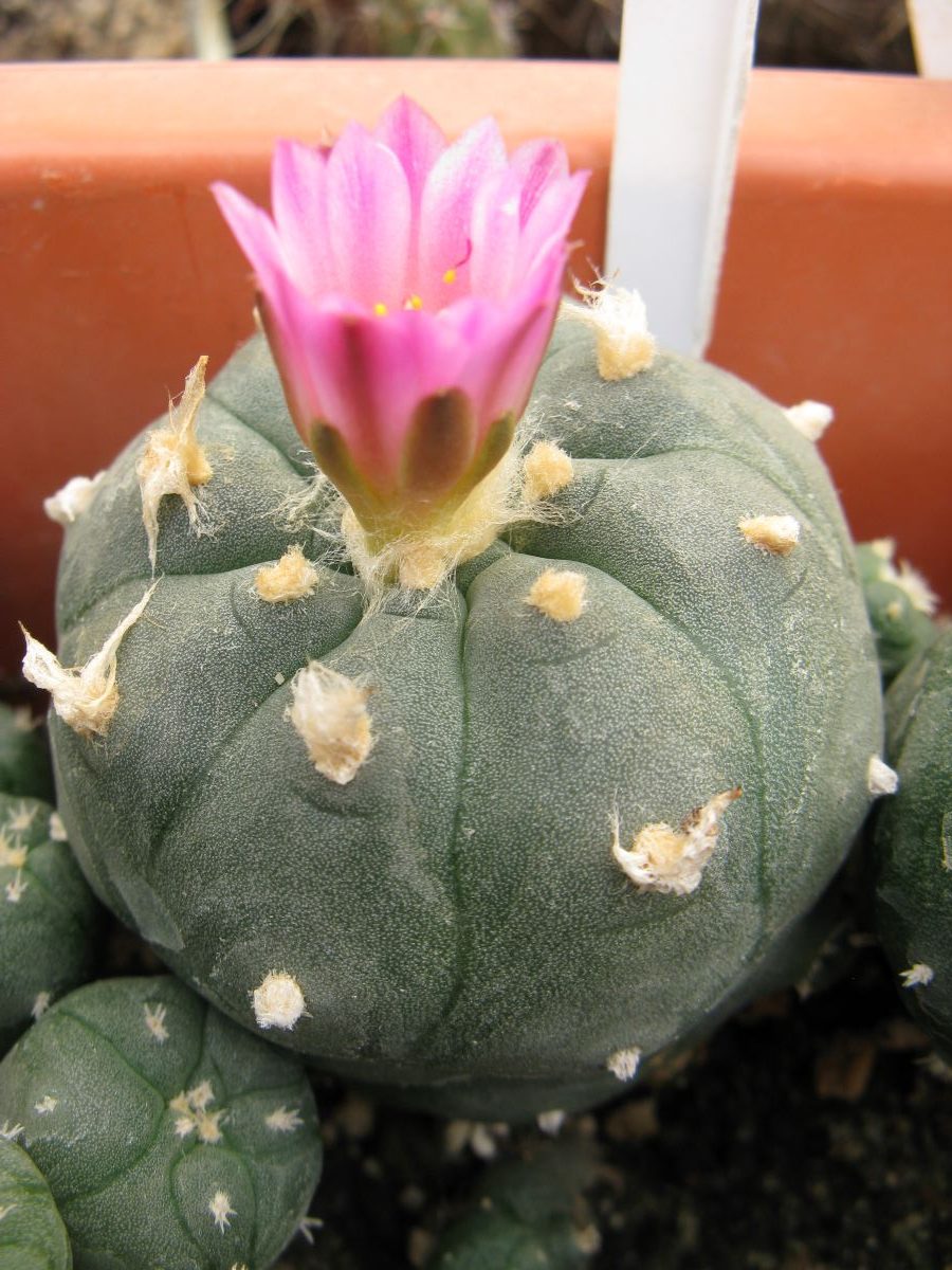Lophophora jordaniana v caespitosa cl6