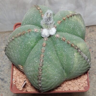 700 Astrophytum myriostigma var. strongylogonum f. nudum вік приблизно 15 років