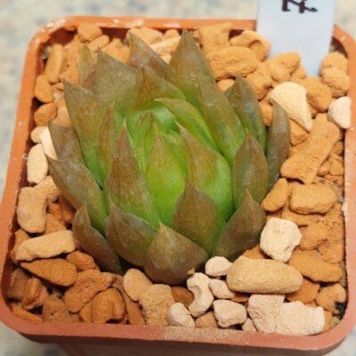 7017 Haworthia mucronata var. morrisiae сіянець