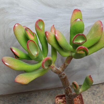 703 Crassula ovata ‘Red Horn Tree’