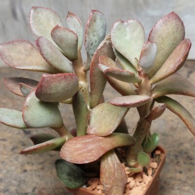 7038 Adromischus alstonii весь горшик