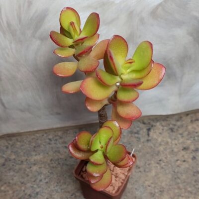 704 Crassula ovata ‘Crosby’s Compact’