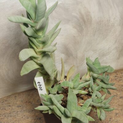 7047 Crassula perfoliata v. minor весь горшик