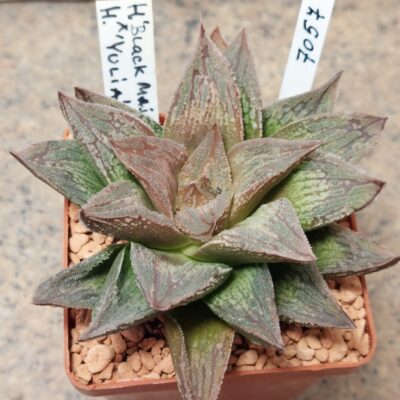 7057 Haworthia 'Black Major' x 'Yulia'
