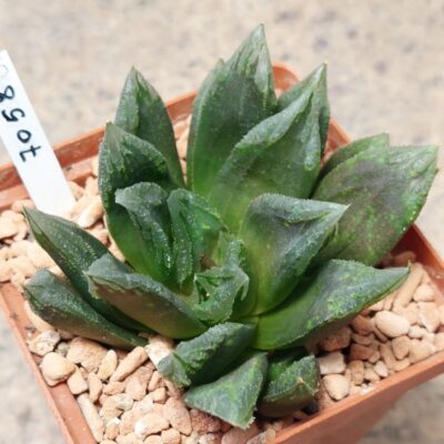 7058 Haworthia hybrid