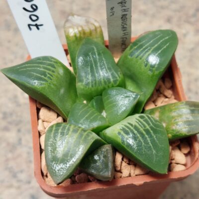 7060 Haworthia comptoniana x retusa x foucheri