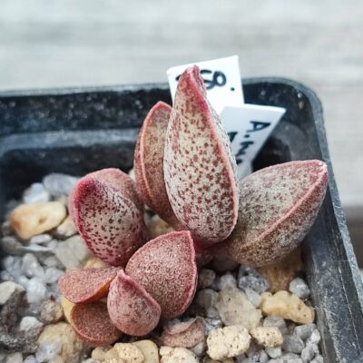 adromischus marianiae richvesveld