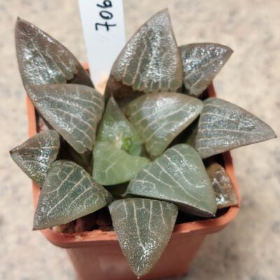 7062 Haworthia bayeri -Japan-