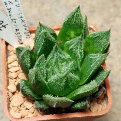 7069 Haworthia VVG1x VVG2 x schultiana x retusa