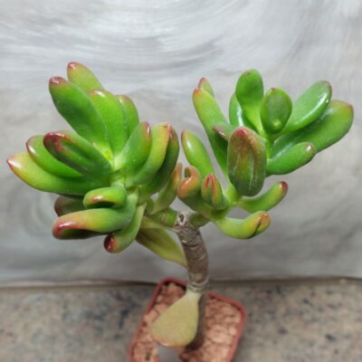 707 Crassula ovata ‘Hobbit’