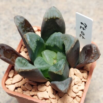7072 Haworthia maughanii hybrid