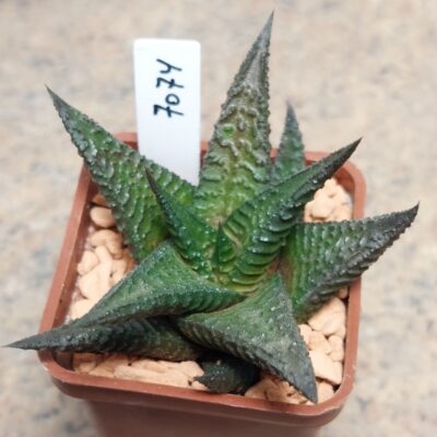 7074 Haworthia limifolia x nigra