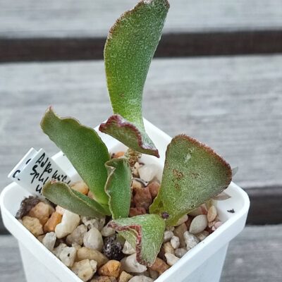 adromischus sphenophyllus undulatus