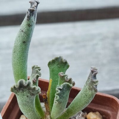adromischus hybrid