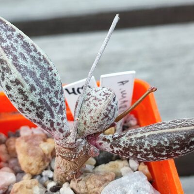 adromischus marianiae hybrid black
