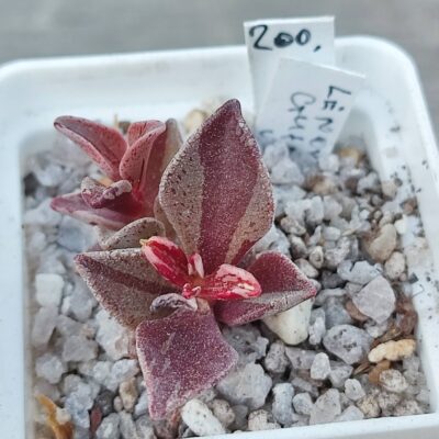 lenophylum guttata variegata