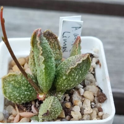 adromischus marianiae Limax Arion