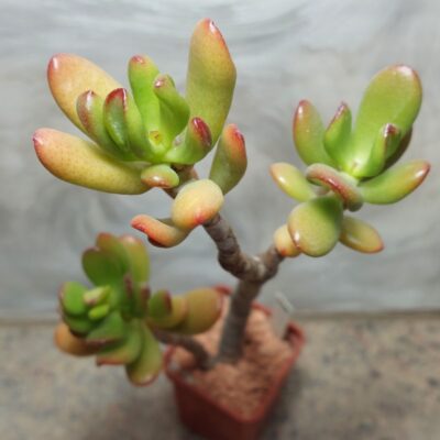 708 Crassula ovata ‘Hobbit’