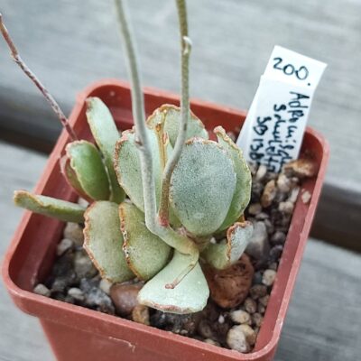 Adromischus schuldtianus SB1383