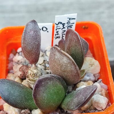 adromischus maculatus Silver Surfer