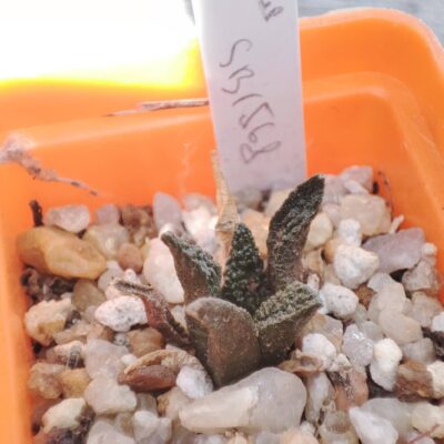 Ariocarpus fissuratus SB1568