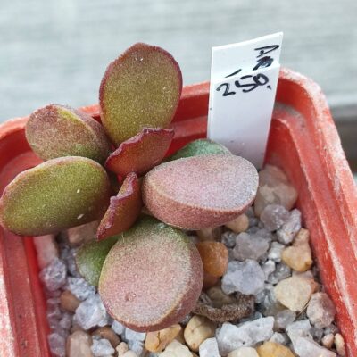 adromischus marianiae hybrid