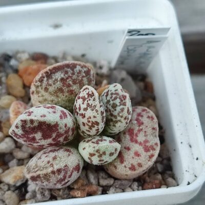 adromischus marianiae Bryam Makin