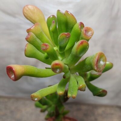 709 Crassula ovata ‘Coral’