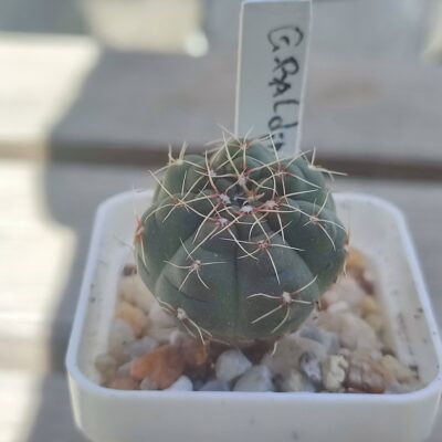 Gymnocalycium Baldianum