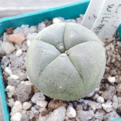 Lophophore williamsii