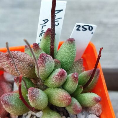 adromischus alveolatus