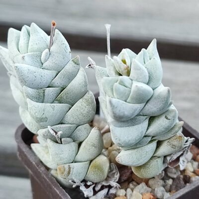 crassula deceptor