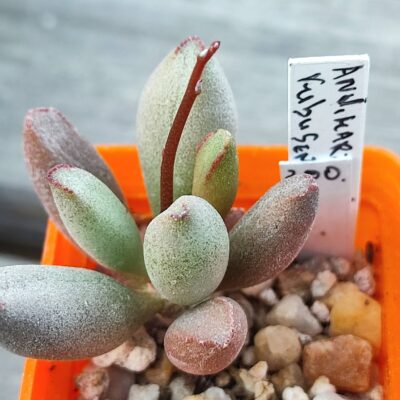 Adromischus marianiae Kubusensis Dolomite Peaks