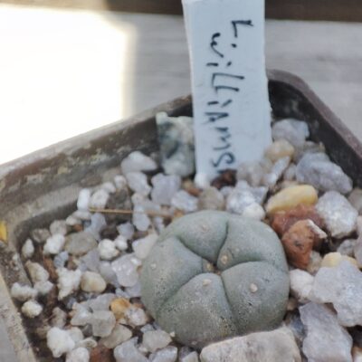 Lophophore williamsii