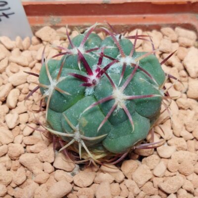 7107 Echinocactus hexaedrophorus вік 5 років