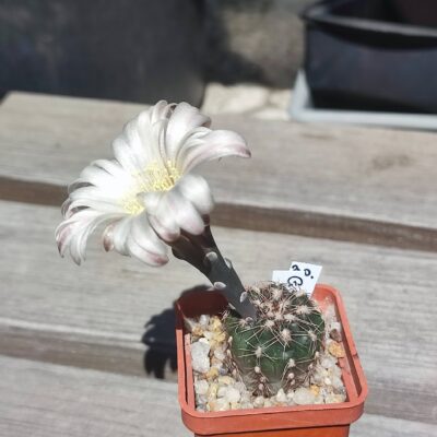 Gymnocalycium taninguense