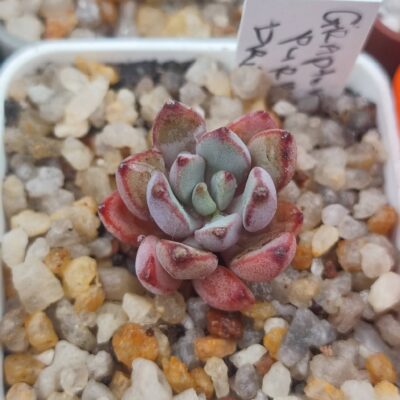 Graptoveria purple dreame