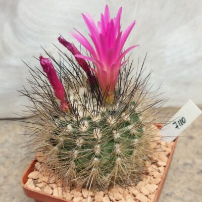 7110 Neoporteria nidus v.senilis вік 8 років
