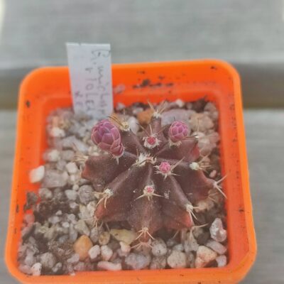 Gymnocalycium mihanovichii violet red