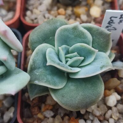Echeveria lovely rose
