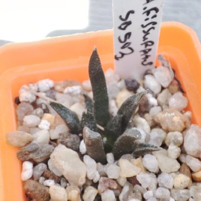 Ariocarpus fissuratus SB503