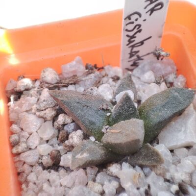 Ariocarpus fissuratus