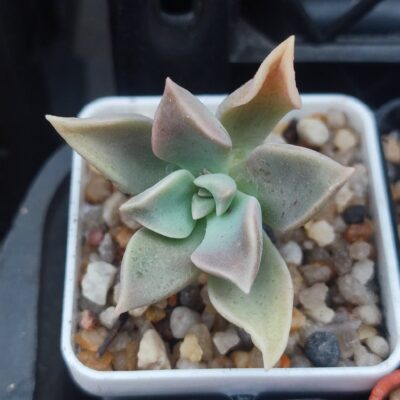 Graptoveria sp