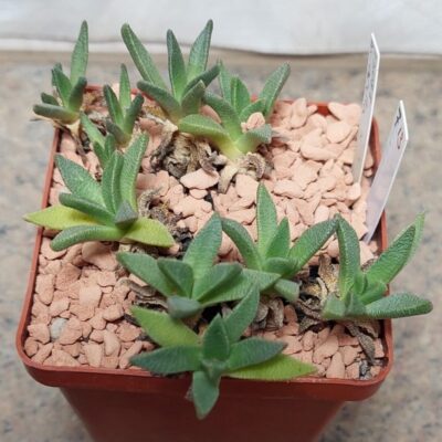 713 Aloinopsis acuta вік 7 років це декілька рослин