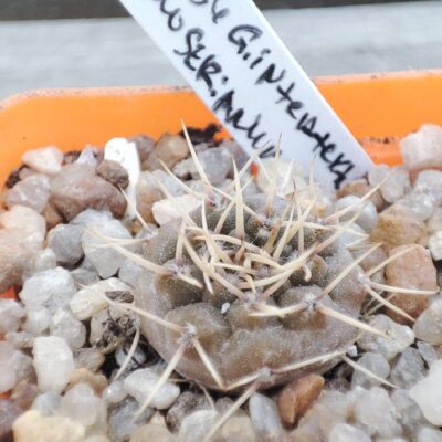 Gymnocalycium intertextum moserianum