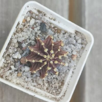 gymnocalycium friedrichii agua dulce