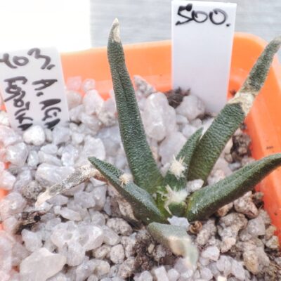 ariocarpus agavoides короткий лист