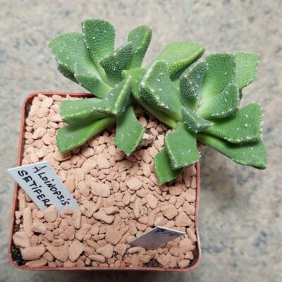 714 Aloinopsis setifera вік 6 років