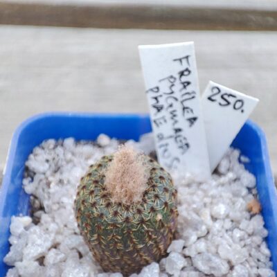 Frailea pygmaea var. phaeodisca